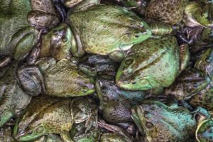 https://sephardicu.com/wp-content/uploads/2019/11/03-plagues-of-egypt-frogs-photo-credit-Readers-Digest-2.jpg