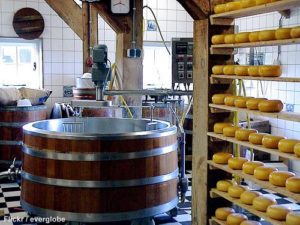 https://sephardicu.com/wp-content/uploads/2021/09/koshercheesemakingphotocreditcollive.com_.jpg