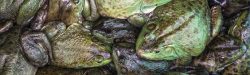 https://sephardicu.com/wp-content/uploads/2019/11/03-plagues-of-egypt-frogs-photo-credit-Readers-Digest-2.jpg