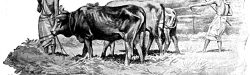 Ki Tetze Thou shalt not muzzle the ox when he treadeth out the corn James Shaw Crompton 1900