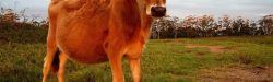 Red Heifer photo credit Times of Israel